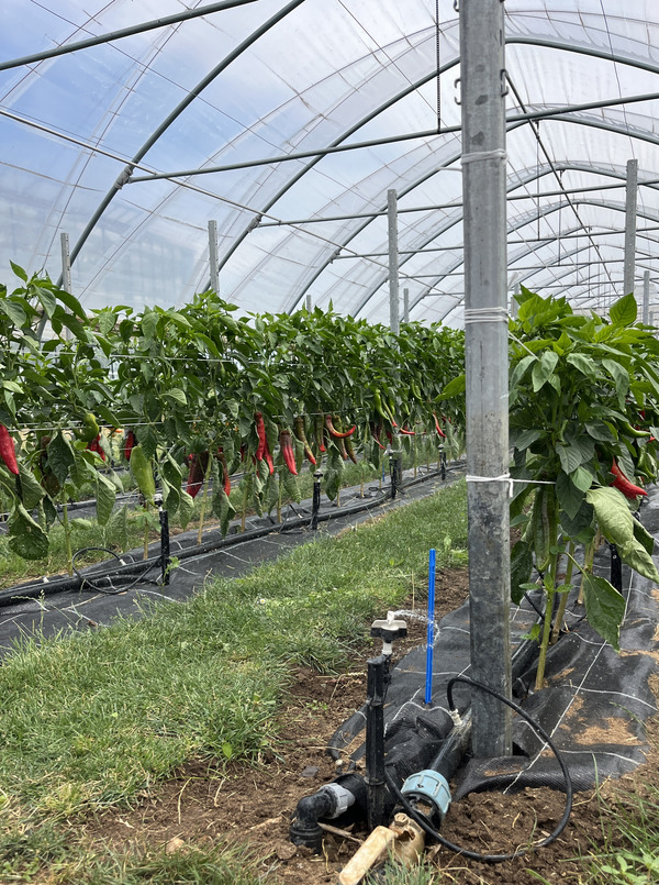 Peppers in the greenhouse.