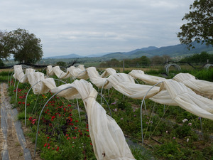 Low tunnel system on a flower field.