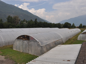 Three plastic tunnel systems next to each other.