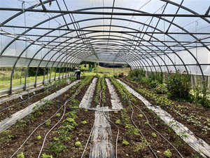 Plants are growing inside a polyhouse which is a type of protected cropping.