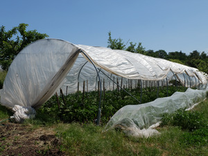 Example of a semi-open caterpillar tunnel/field tunnel.