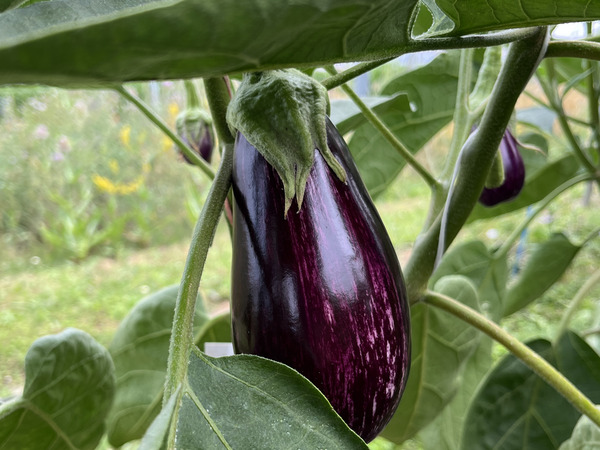 Aubergine in a greenhouse.