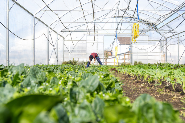 A farmer working inside a greenhouse filled with rows of green leafy vegetables. The structure is made of transparent panels, allowing natural light to illuminate the plants. Yellow hoses hang from the ceiling, and a wooden fence is visible outside the greenhouse in the background.